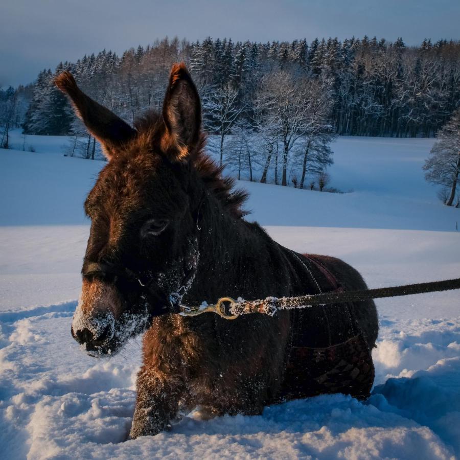 Moosmuehle Allgaeu Untrasried Esterno foto