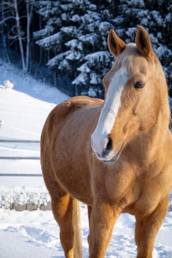 Moosmuehle Allgaeu Untrasried Esterno foto